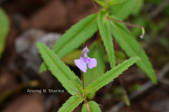 Impatiens mullaingiriensis